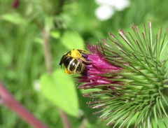 Lasioglossum laevigatum