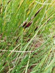 Schoenus ferrugineus