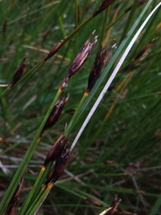 Schoenus ferrugineus