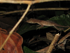 Anolis fuscoauratus