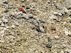 Paraleptuca splendida