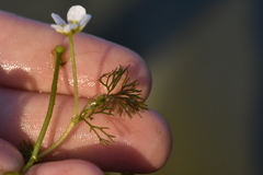 Ranunculus circinatus