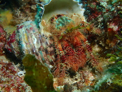 Aniculus ursus
