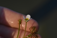 Ranunculus circinatus
