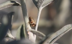Clastoptera lineatocollis