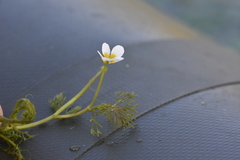 Ranunculus circinatus