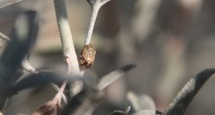 Clastoptera lineatocollis