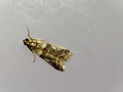 Pseudacrobasis tergestella