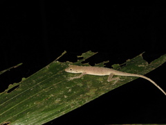 Anolis fuscoauratus