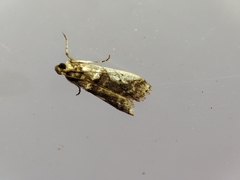 Pseudacrobasis tergestella