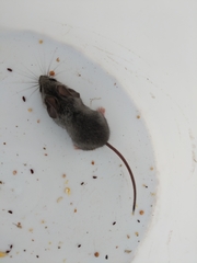 Peromyscus truei