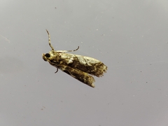 Pseudacrobasis tergestella