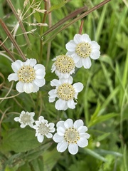 Achillea ptarmica