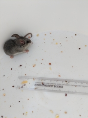 Peromyscus truei