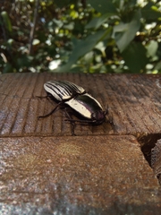 Chalcolepidius limbatus