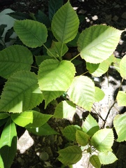 Magnoliopsida