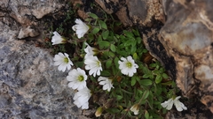 Cerastium latifolium