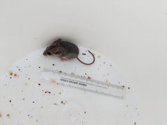 Peromyscus truei