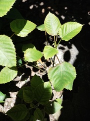 Magnoliopsida