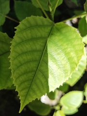 Magnoliopsida