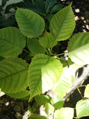 Magnoliopsida