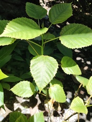 Magnoliopsida