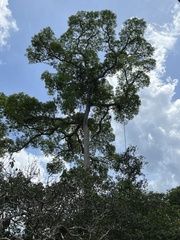 Bertholletia excelsa