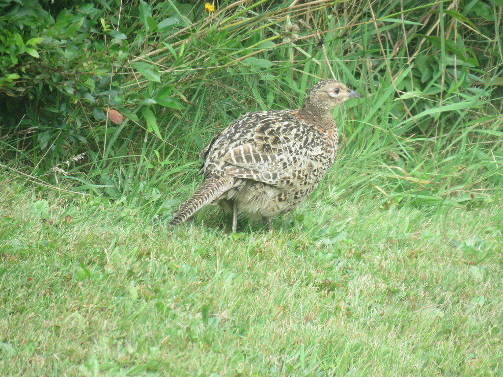 Ring Necked Pheasant From D Entremont Rd Lower West Pubnico NS B0W   Large 