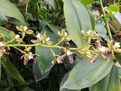 Prosthechea vespa