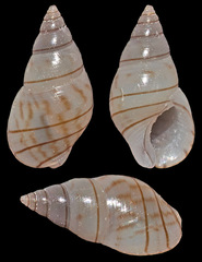 Hinea inepta