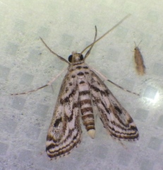 Parapoynx allionealis