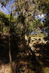 Hakea decurrens physocarpa