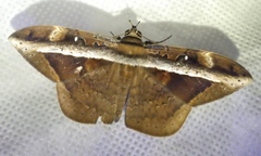 Hemeroblemma opigena