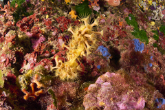 Axinella verrucosa