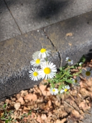 Erigeron annuus