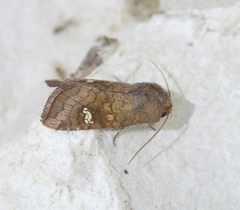 Amphipoea oculea