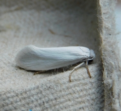 Tegeticula yuccasella