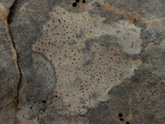 Protoblastenia incrustans