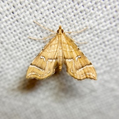 Musotima ochropteralis