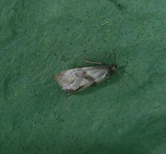 Cochylidia implicitana