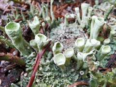 Cladonia carneola