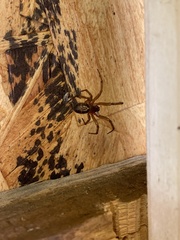 Steatoda nobilis