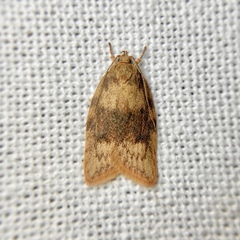 Oligoloba