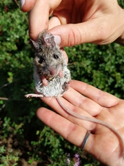 Peromyscus boylii