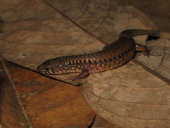 Arthrosaura reticulata