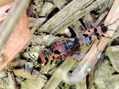 Horvathiolus guttatus