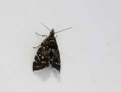 Prochoreutis myllerana