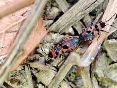 Horvathiolus guttatus
