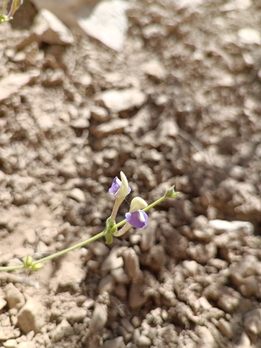 Scutellaria luteocaerulea