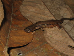 Arthrosaura reticulata